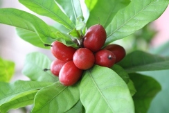 Miracle Fruit, Miracle Berry, Synsepalum dulcificum